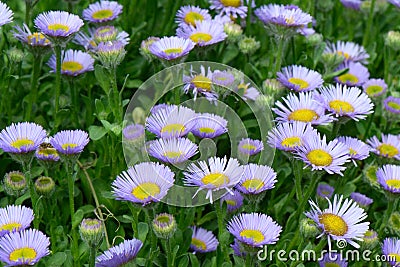 Seaside fleabane Erigeron glaucus sea of lavender-pink flowers Stock Photo